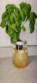 Hydroponic gardening kit by Monark Dimension with Mason 1000ml container for indoor plant cultivation.