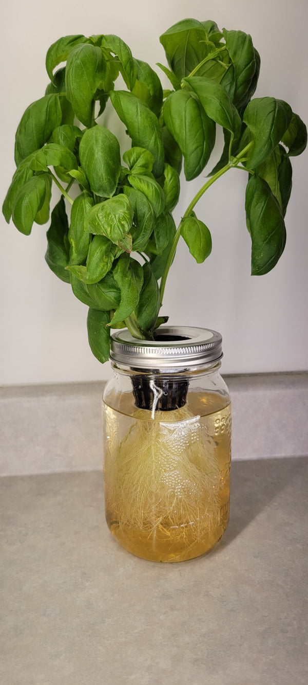 Hydroponic gardening kit by Monark Dimension with Mason 1000ml container for indoor plant cultivation.